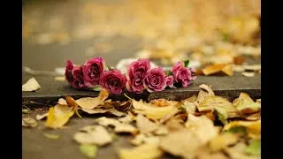Miniature : Autumn Rose by Ernesto Cortazar