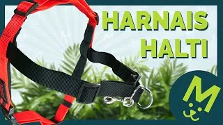 Miniature : HALTI : le Harnais Anti-Traction pour vos améliorer vos promenades !