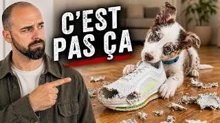 Miniature : Ton chiot ne comprend pas le NON ? Fais ça.