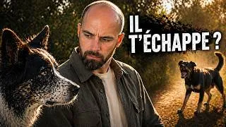 Miniature : Ton chien devient incontrôlable ? Tu passes à côté de ça.