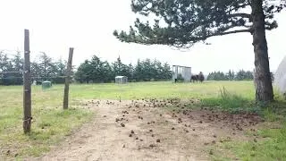Miniature : Présentation de notre écurie dynamique 🐎