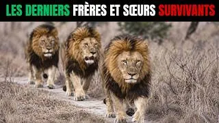 Miniature : Tous Ont FUIT Ce Territoire... 3 Lions Sont RESTÉS et Ont Affronté la Faim les HYÈNES et 50 Degrés