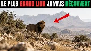 Miniature : Le lion de l’Atlas a disparu il y a 80 ans… Des bergers ont vu une silhouette dans les montagnes