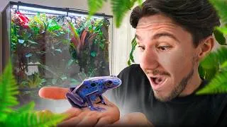 Miniature : MES GRENOUILLES DE RÊVE SONT ENFIN ARRIVÉES ! 💎🌿 (FORÊT D'AZUR - PARTIE FINALE)
