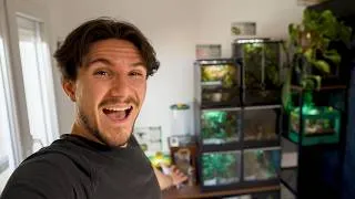 Miniature : Je réorganise MES TERRARIUMS D'INVERTÉBRÉS ! (Format NATUREL)