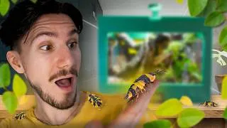 Miniature : J'ai reçu MES PREMIERS ARDENTIELLA ! (On crée leur habitat pas comme les autres…)