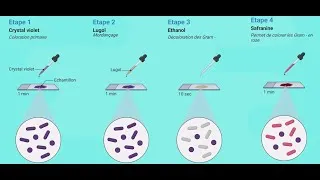 Miniature : La coloration de Gram expliquée simplement par Dr-Sci !