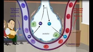 Miniature : Pourquoi avons-nous besoin de respirer ? - le système respiratoire expliqué avec Dr-ci