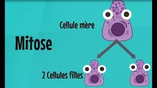 Miniature : La mitose