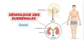 Miniature : Sémiologie Endocrinienne : La Surrénale