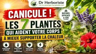 Miniature : Sept Plantes pour Mieux Vivre la Canicule Naturellement !