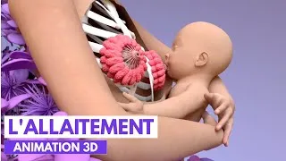 Miniature : Comment se fait la production du lait maternel? | Animation 3D