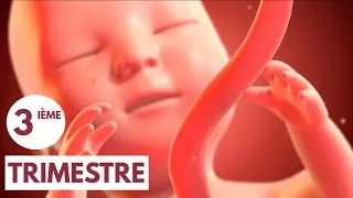 Miniature : Troisième trimestre | Guide de grossesse