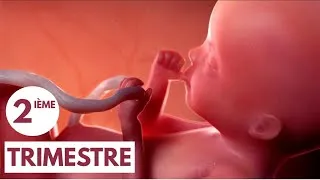 Miniature : 2ième Trimestre | Guide de Grossesse
