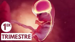 Miniature : 1er Trimestre | Guide de Grossesse