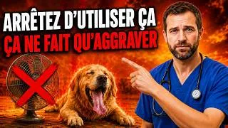 Miniature : Si vous utilisez un ventilateur pour rafraîchir votre chien, c’est pire — Faites plutôt CECI