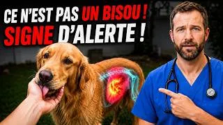 Miniature : Si votre chien vous lèche comme ça, c'est qu'il vous demande de l'aide ! (Ne l'ignorez pas !)