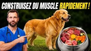 Miniature : Un vétérinaire révèle le SEUL aliment maison pour chiens qui développe vraiment les muscles