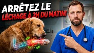 Miniature : La VRAIE raison pour laquelle votre chien se lèche sans cesse les pattes (et comment y remédier)