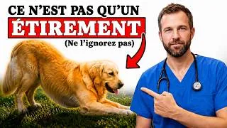 Miniature : Si votre chien s'étire en vous voyant, ce n'est PAS ce que vous croyez ! (99 % des gens se trompent)