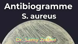 Miniature : Antibiogramme - Staphylococcus aureus (Recommandations 2024-2025)