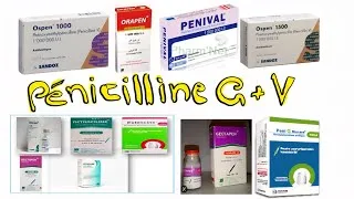 Miniature : Pénicilline naturelles : G/V شرح بسيط و شامل