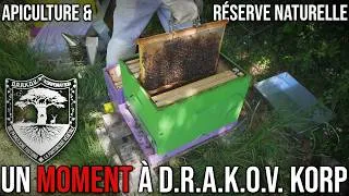 Miniature : L'Essaimage, Un moment Apicole dans la Réserve Naturelle & Rucher D.R.A.K.O.V. Korporation