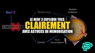 Miniature : 🔴 Le Nerf 3 Et Sa Paralysie Expliqués Très Clairement par Dr Astuce