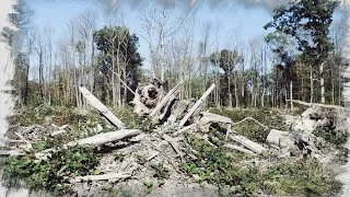 Miniature : 🌲 Une Forêt, Un Fil Fragile… | Partie 2 🍃