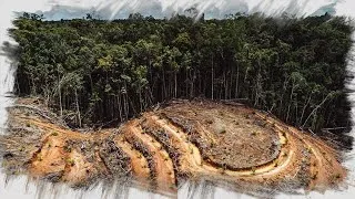 Miniature : 🌲 Une forêt, un fil fragile…
