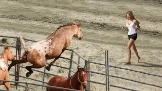 Miniature : CES ANIMAUX ONT RETROUVÉ LEURS PROPRIÉTAIRES APRÈS DES ANNÉES
