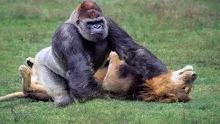 Miniature : LES ANIMAUX AFRICAINS LES PLUS PUISSANTS