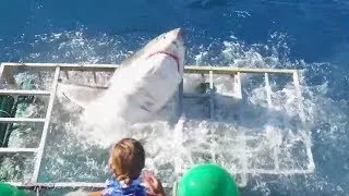 Miniature : UNE PLONGÉE AVEC DES REQUINS QUI TOURNE MAL