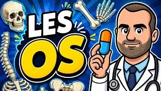 Miniature : Les Os : TOUT COMPRENDRE