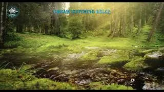 Miniature : Musique douce pour dormir/Détente absolue avec une musique apaisants de la forêt et des oiseaux
