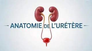 Miniature : Anatomie de l’Uretère