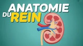 Miniature : ANATOMIE DU REIN 
