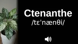 Miniature : How to pronounce Ctenanthe (CORRECTLY!)
