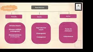 Miniature : protozoaires généralités