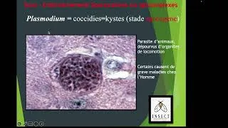 Miniature : les Protozoaires: cours de zoologie