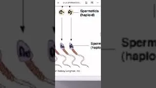 Miniature : Embryologie 2   Spermatogenèse بالدارجة و بطريقة بسيطة و سهلة أجي تفهم و تحفظ