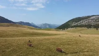 Miniature : Les secrets cachés du Plateau de Cenise vus du ciel. 