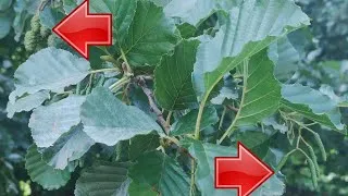 Miniature : Aulne glutineux, arbre très important pour protéger les rivières