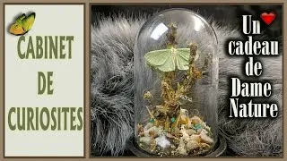 Miniature : Cabinet de curiosités - Merci Dame Nature pour ce merveilleux cadeau !