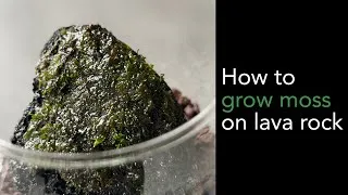Miniature : How to grow moss on lava rock 🌿 (faire pousser de la mousse sur lava rock)