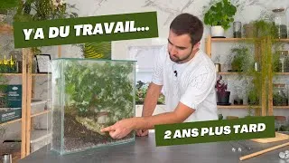 Miniature : ✂️ J'entretiens l'un de mes plus vieux terrariums ! 🌿 (entretenir son terrarium)