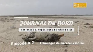 Miniature : Journal de Bord #2 : Echouage des macareux : ce que fait un centre de soins