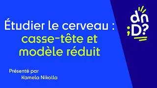 Miniature : Docteure Kamela Nikolla - Etudier le cerveau : casse-tête et modèle réduit