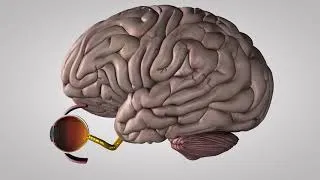 Miniature : L’œil et la vision