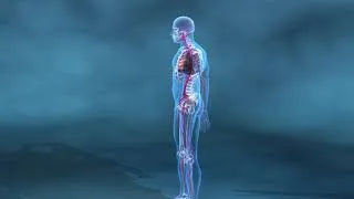 Miniature : Système Cardio Vasculaire